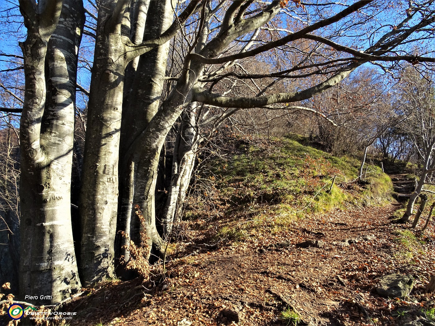 45 In decisa salita con faggi secolari per il Monte Zucco.JPG